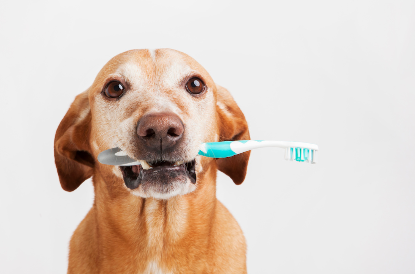 A Beginner’s Guide to Dental Services for Pets in Dunwoody, GA